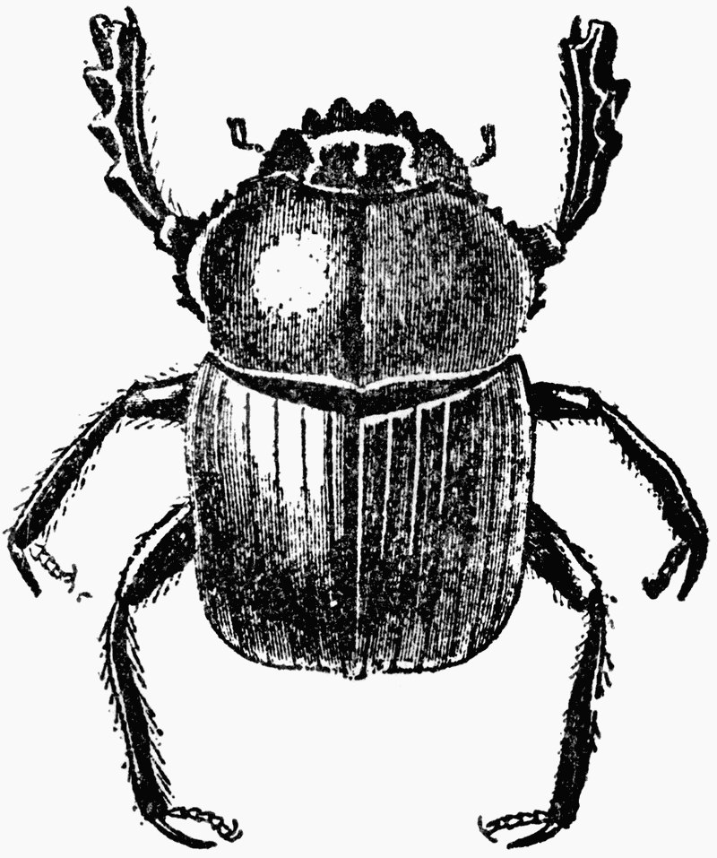 The Dung Beetle's Divine Role