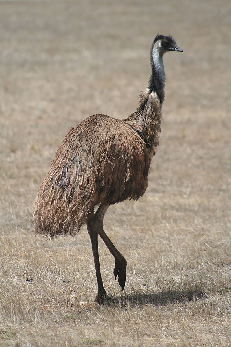 The Great Emu War