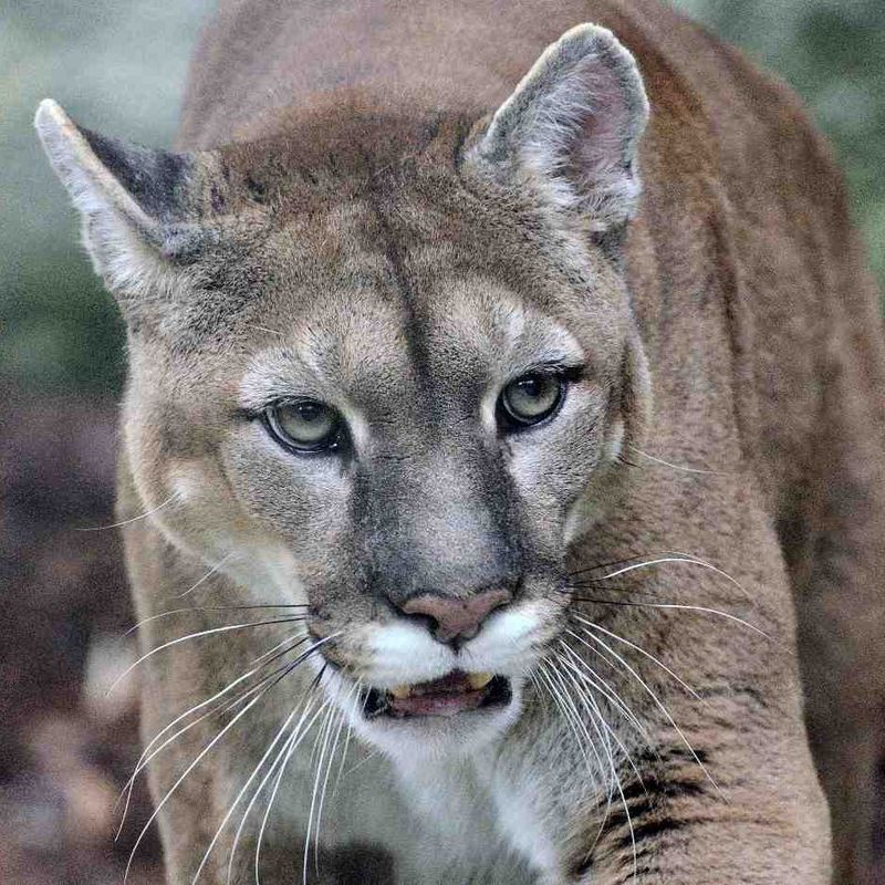 Eastern Cougar