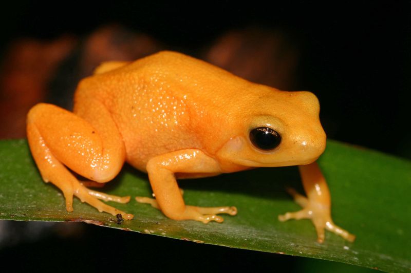 Golden Toad