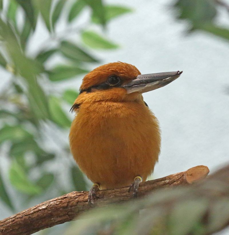 Guam Kingfisher