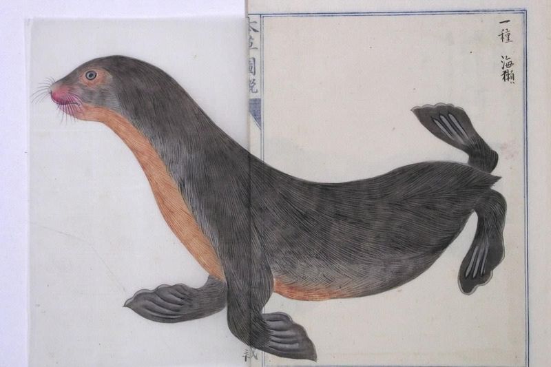 Japanese Sea Lion