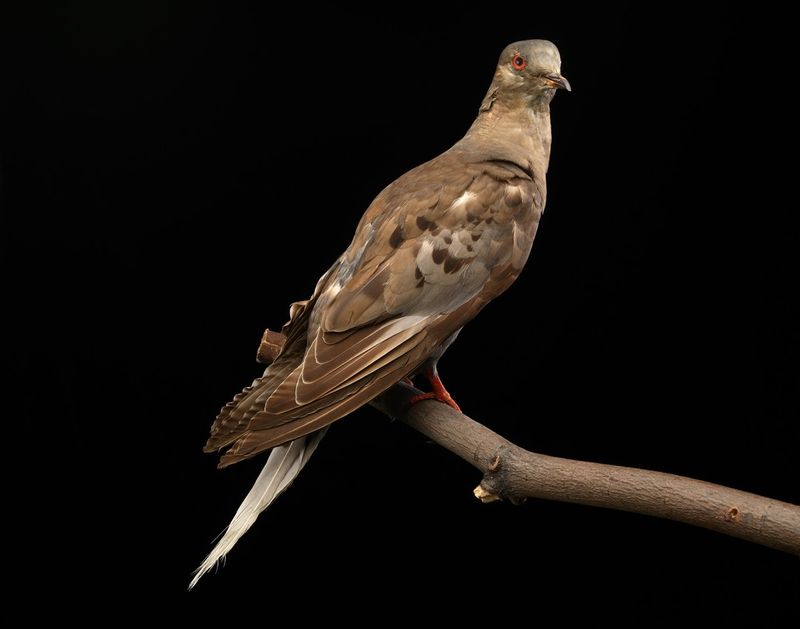 Passenger Pigeon