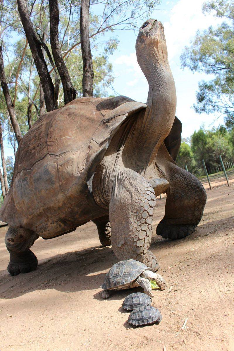 Pinta Island Tortoise