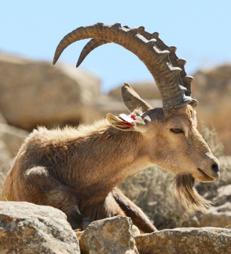 Pyrenean Ibex