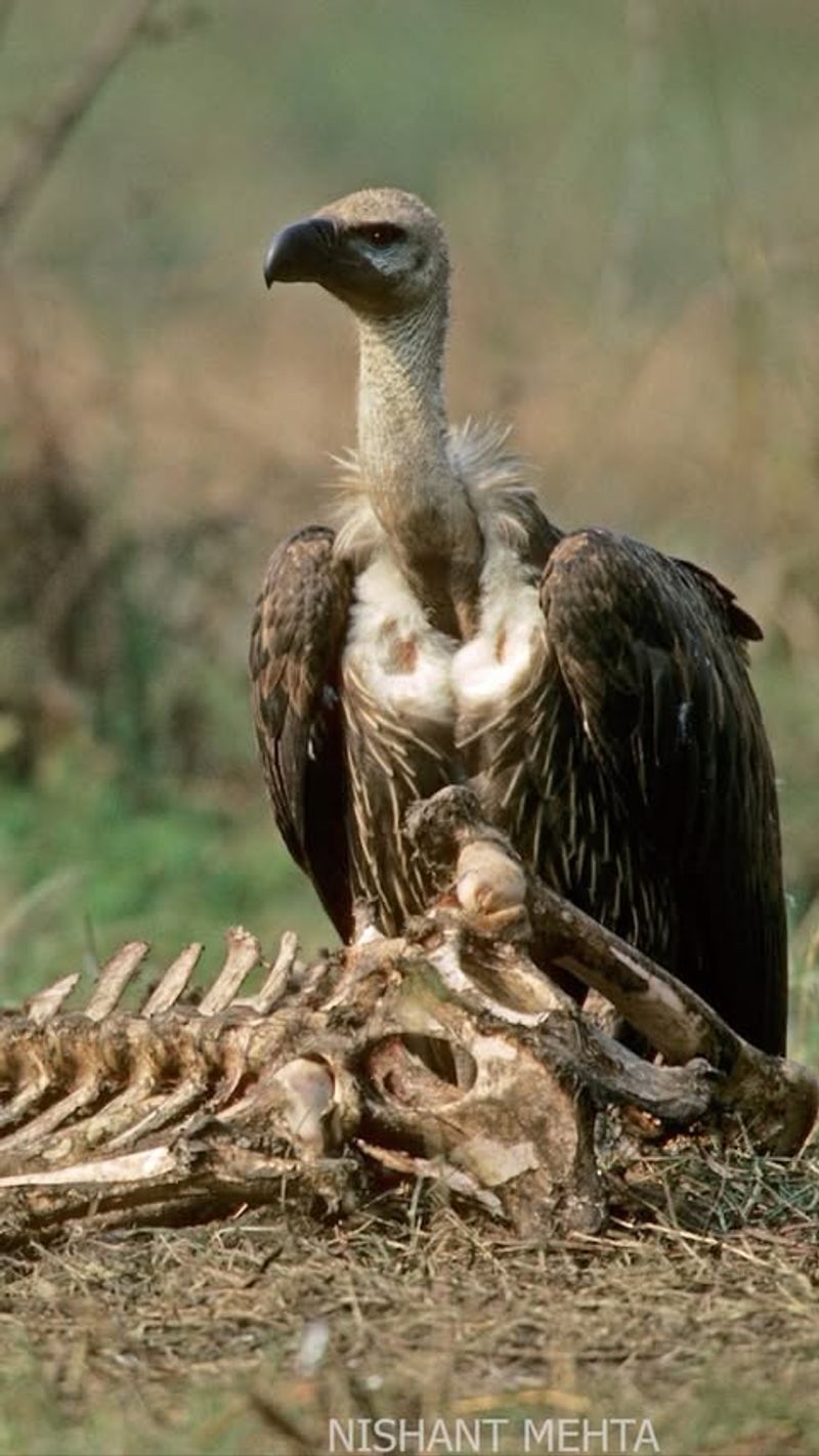 Sky Burial in Tibet