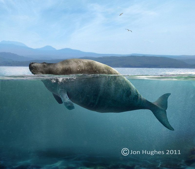 Steller's Sea Cow