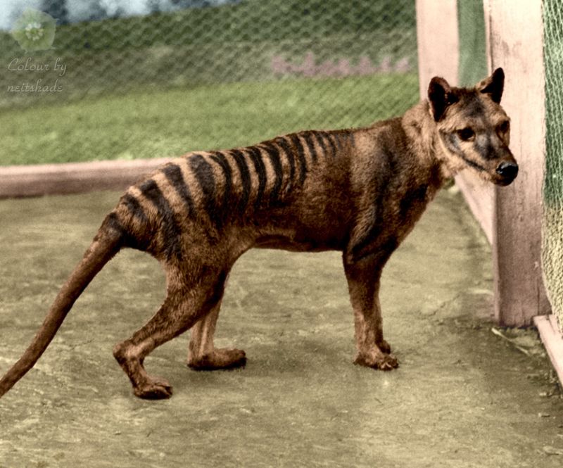 Tasmanian Tiger