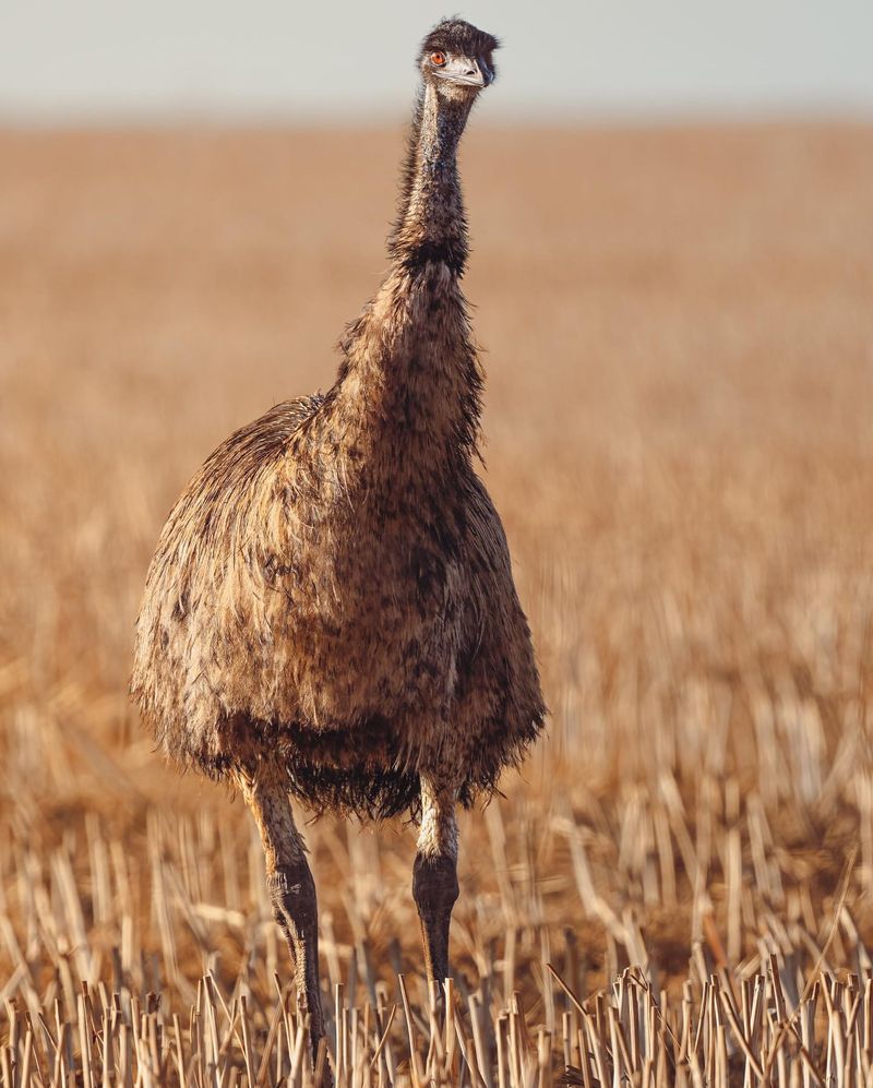 The Great Emu War of 1932