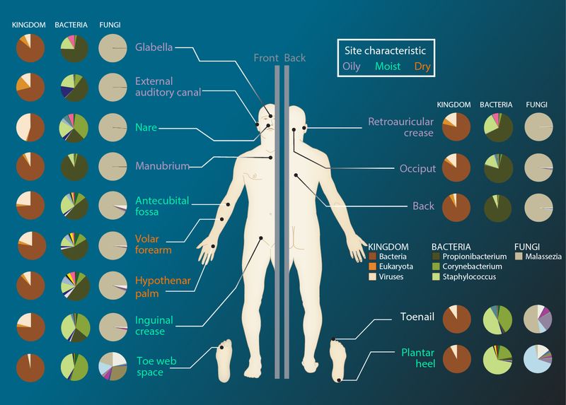 The Human Microbiome