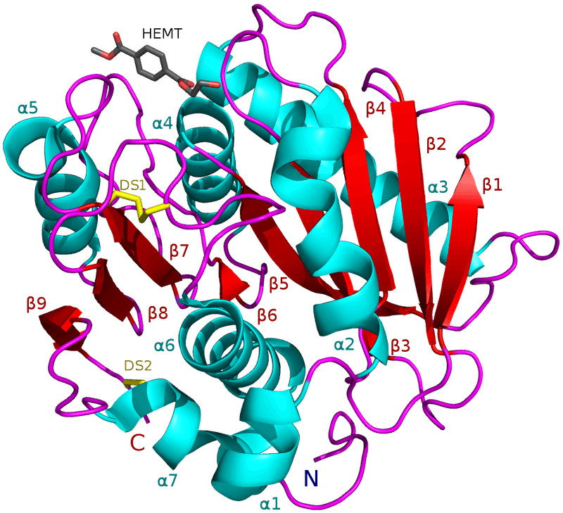 The Plastic-Eating Enzyme