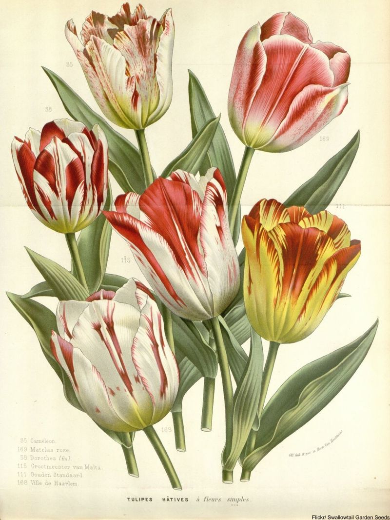 The Tulip Mania of 1637