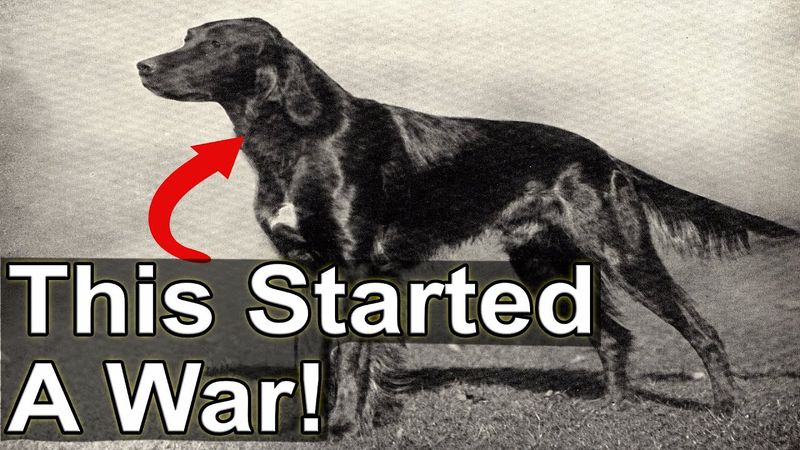 The War of the Stray Dog in 1925