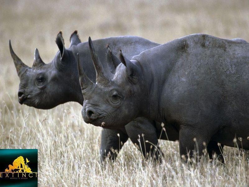 West African Black Rhinoceros