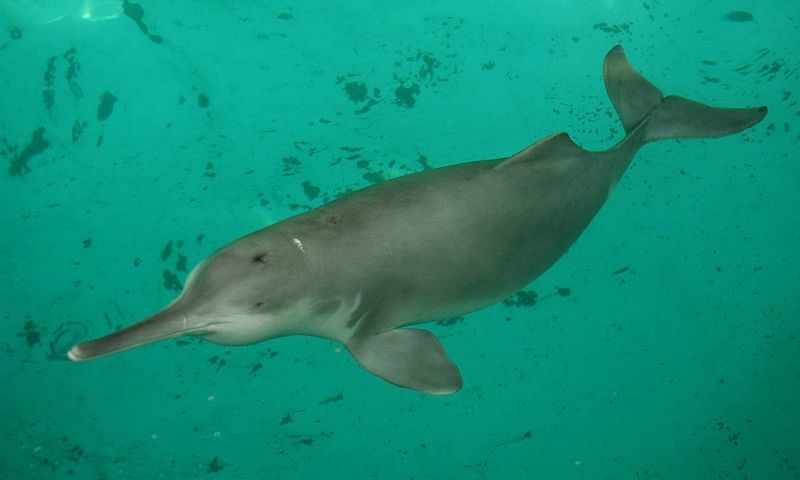 Yangtze River Dolphin